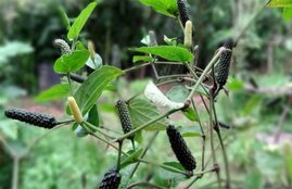 Pippali, health benefits of Pippali, pippali for weight loss, acharya balkrishna gharelu upchar, acharya balkrishna tips for asthma, acharya balkrishna medicine, pippali herb, pippali uses, pippali uses in hindi, pippali kalpa, pippali kalpa in hindi, methods of pippali kalpa, ayurvedic medicine, ayurvedic tips in hindi, ayurvedic herbs, lifestyle news in hindi, health news in hindi jansatta