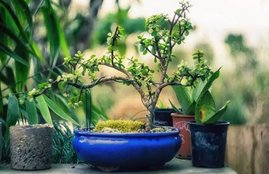 astro, astro news, astrology, astrology news, vastu, vastu shashtra, money plant, money plant in home, vastu for money plant, astro for money plant, vastu for home, vastu shashtra for home, astro news in hindi, vastu shashtra in hindi, jansatta, tulsi, tulsi plant, chameli, jasmine plant, vastu for plants in hindi