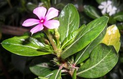 आचार्य बालकृष्ण के नुस्खेः ततैया का विष हो या कैंसर की घातक बीमारी, सदाबहार है रामबाण उपचार