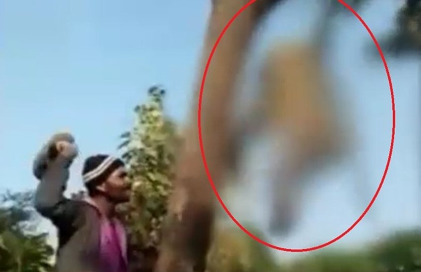 लंगूर को पेड़ से लटका दो युवकों ने पार की हैवानियत की हदें, कैमरे में कैद हो गए दोनों