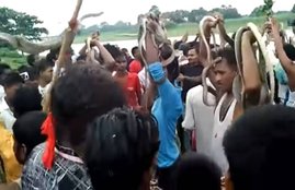 Weird tradition, Snakes, Bihar, Weird tradition of throwing snakes, Weird tradition of throwing snakes, Even from lurking neck snakes