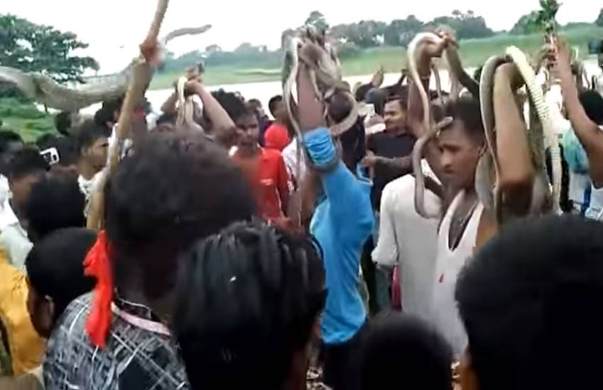 Weird tradition, Snakes, Bihar, Weird tradition of throwing snakes, Weird tradition of throwing snakes, Even from lurking neck snakes