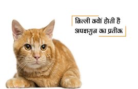 cat, black cat, mouse, black and white mouse, cat consider as bad luck, bad luck, good luck, shagun, apshagun, shagun aur apshagun, religious news in hindi, jansatta