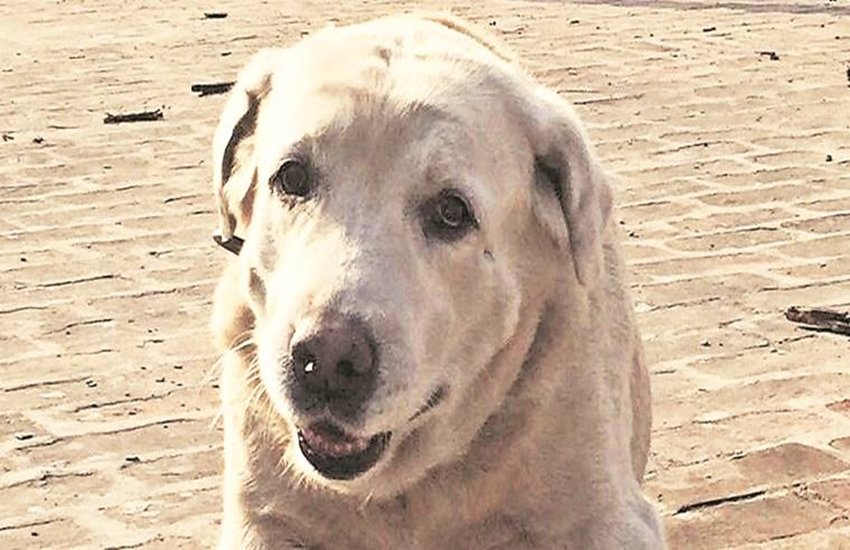 धोनी श्रीलंकन बल्लेबाज के स्टंप उड़ाते हुए।