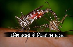 एक बार के संसर्ग से 500 अंडे देती है मादा मच्छर, जो पलते हैं इंसानों के खून से