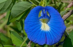 आचार्य बालकृष्ण के नुस्खेः बार-बार आने वाले बुखार को जड़ से खत्म करता है अपराजिता, जानें और फायदे