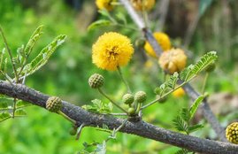 acharya balkrishna, babool, ayurvedic remedy babool, acharya balkrishna tips in hindi, acharya balkrishna babool health benefits, babool ke fayde, babool datun, babool paste, babool for physical sickness, babool benefits in hindi, benefits babool toothpaste, babool tree benefits in hindi, babool for bones, babool for eyes, ayurvedic tips in hindi, health tips in hindi, jansatta