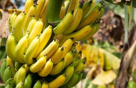 banana, banana leaves, banana flowers, banana stems, banana benefits, health benefits of banana, health benefits of banana in hindi, health benefits of banana stem, health benefits of banana peel, health benefits of banana flower, health benefits of banana in hindi, health news in hindi, jansatta