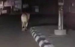 मंसूरपुर मेंं राजमार्ग पर शेर देखे जाने का वीडियो वायरल