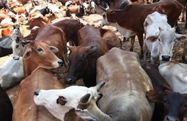 Narendra Modi, Mohan Bhagwat, Death of Hundreds of Cows, Silence on Death, Silence on Death of Cows, Congress, MP Congress, Narendra Modi and Mohan Bhagwat, Mohan Bhagwat Silence, National news