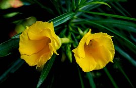 hair fall, hair fall reason, hair fall control, hair fall control in hindi, hair fall control oil, hair fall home remedies, kaner flower, kaner flower uses, kaner flower for hair in hindi, kaner flower for hair fall, kaner flower as home remedies, kaner flower remedies for hair, hair care tips in hindi, lifestyle news in hindi, jansatta