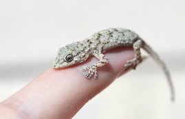 lizard, lizard falls on body, body parts, lizard falls on body parts, what signifies lizard falling, religious news in hindi, jansatta