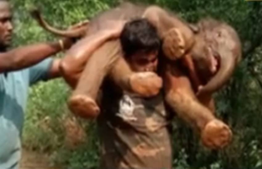 खाई में गिरे हाथी के बच्‍चे को कंधे पर लाद कर ले गया अस्‍पताल (स्क्रीनशॉट यूट्यूब)
