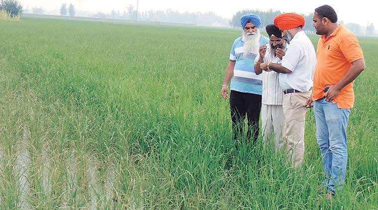 धान का खेत