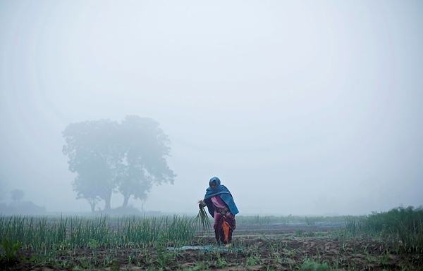 नई दिल्ली में यमुना किनारे कोहरे के बीच खेत में काम करने को मजबूर एक महिला। (REUTERS/Adnan Abidi)