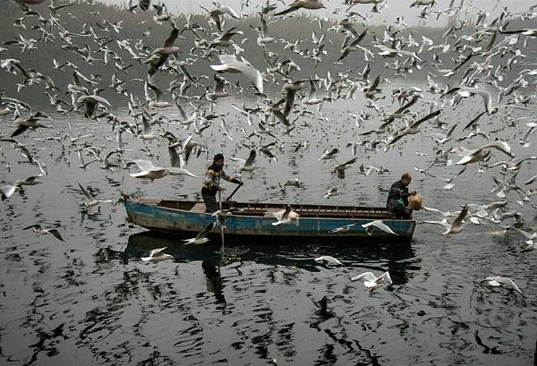 जमा देने वाली ठंड में नई दिल्ली में युमना में पक्षियों को दाना डालता एक युवक। (PTI Photo)