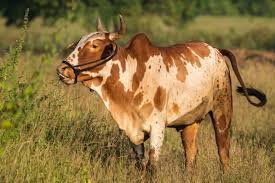 Jallikattu, bull fight, jallikattu news, jallikattu latest, madurai, tn, Tamil nadu, Hindi news, news in Hindi, Jansatta