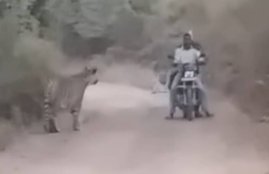 Bikers, Caught, Tigers, men stand still, frozen, fear, tiger, instant attack, terrifying chase, Between two Tigers