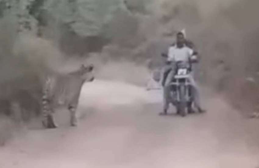 Bikers, Caught, Tigers, men stand still, frozen, fear, tiger, instant attack, terrifying chase, Between two Tigers