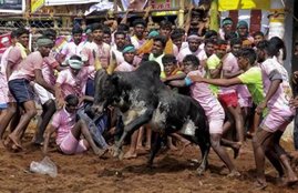 Jallikattu, Three Persons Killed, Tamil Nadu, Pongal Festival, Pongal Festival in tamil Nadu, Tamil Nadu Jallikattu, Jallikattu 2018, death number in Jallikattu, Jallikattu death people, state news