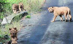 इटावा सफारी पार्क, जानवरों की कब्रगाह
