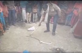 snake, black-headed royal snake, Delhi Assembly, Delhi Vidhan Sabha, Delhi news, Hindi news, Jansatta