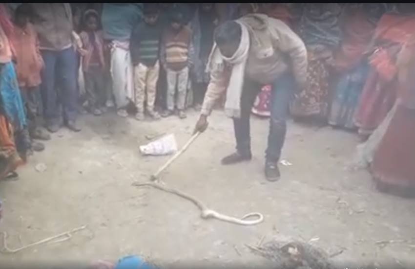 snake, black-headed royal snake, Delhi Assembly, Delhi Vidhan Sabha, Delhi news, Hindi news, Jansatta snake, black-headed royal snake, Delhi Assembly, Delhi Vidhan Sabha, Delhi news, Hindi news, Jansatta