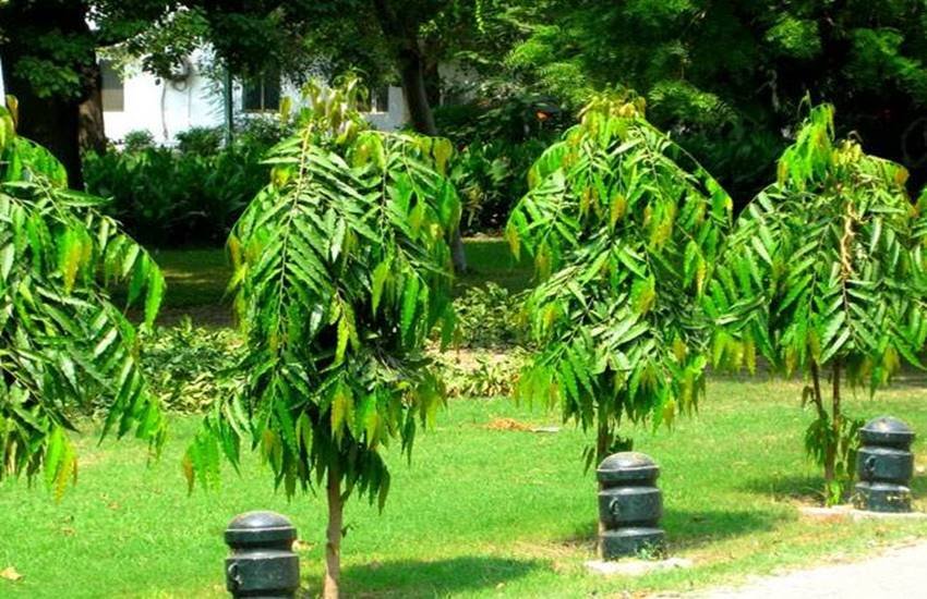 कहा जाता है इस पेड़ पर प्राकृतिक शक्तियों का विशेष प्रभाव रहता है।