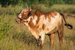 गाजीपुर में छुट्टा घूमने वाले सांड़ों से परेशान हैं किसान