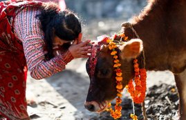 animal service, cow service, black dog, pet animals, cow animal, worship cow, hindu religion, religious news in hindi, jansatta