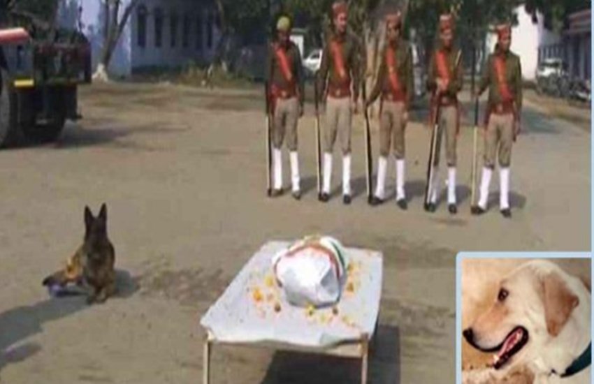 डीएसपी टाइगर को गार्ड ऑफ ऑनर के साथ दी गई अंतिम विदाई। (फोटो सोर्स- यूपी पुलिस ट्विटर)