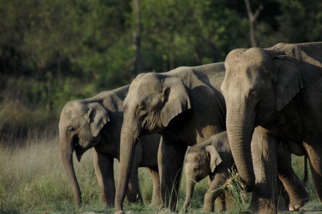 (rajaji national park)