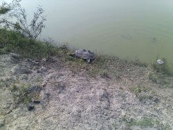 364 साल के कछुए “शहंशाह” के दर्शन मात्र से बनते हैं बिगड़े काम…