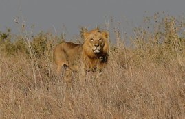 Lion, Lion attack, viral video, wild life sanctury, south africa, Hindi news, News in Hindi, Jansatta