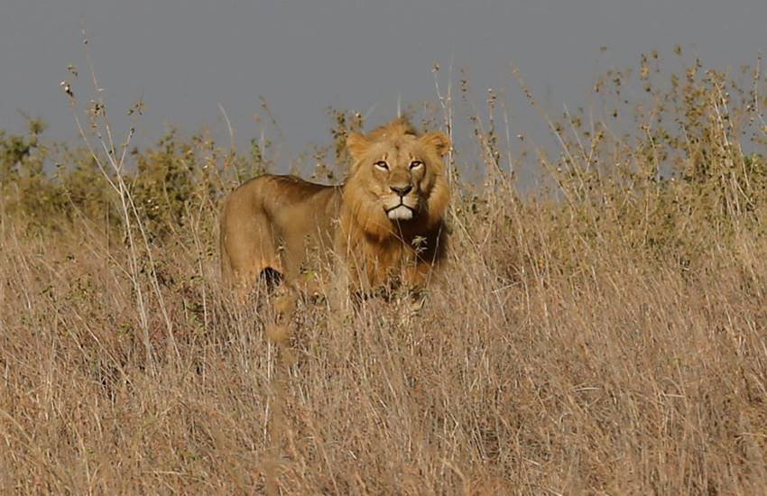 Lion, Lion attack, viral video, wild life sanctury, south africa, Hindi news, News in Hindi, Jansatta