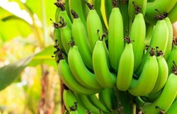 रोज एक कच्चा केला खाकर काबू में रख सकते हैं डायबिटीज, मूड ठीक करने में भी करता है मदद