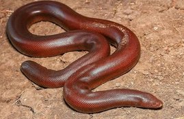 red sand boa snake