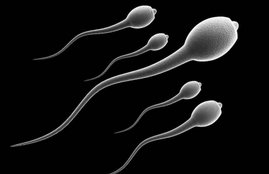 sperms in hindi, sperms count in hindi, low sperm count symptoms in hindi, how to affect sperm count in hindi, unhealthy habbits to kill sperm count in hindi, sperm health in hindi, unhealthy habits which kill sperms in hindi, sperm killers in hindi, habits which can kill sperms in hindi, health news in hindi, jansatta