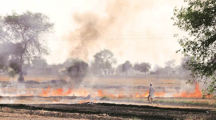 पराली के खेतों में आग (फाइल फोटो) 