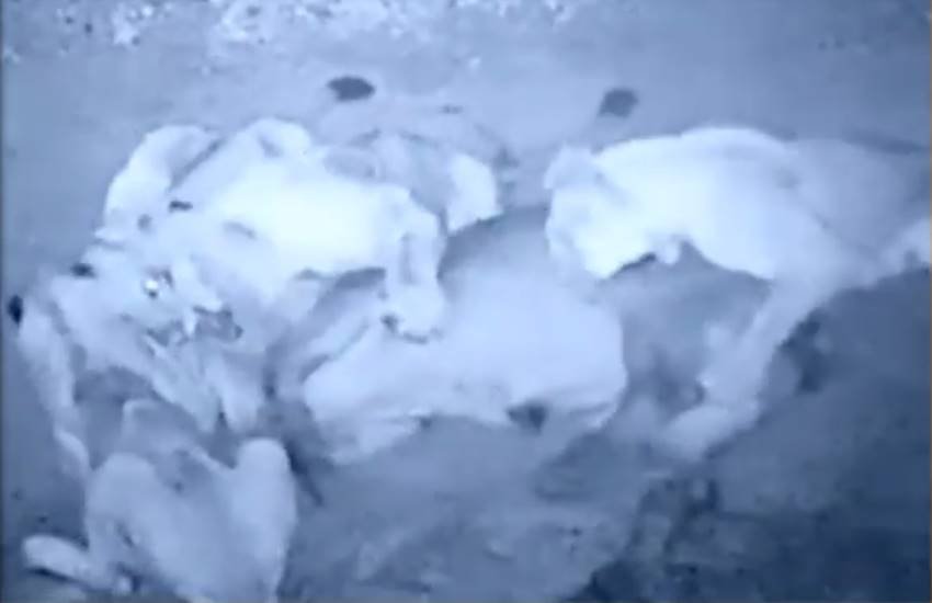 सीसीटीवी फुटेज का स्क्रीनशॉट।