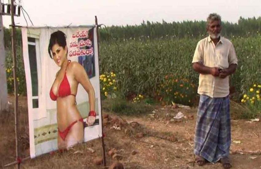 लाल बिकीनी पहने सनी लियोनी के पोस्टर से फसल को 'बुरी नजर' से बचाने का दावा कर रहा यह किसान। लाल बिकीनी पहने सनी लियोनी के पोस्टर से फसल को 'बुरी नजर' से बचाने का दावा कर रहा यह किसान।