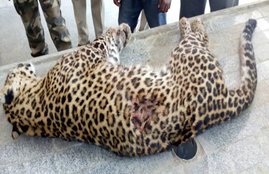 Leopard, Leopard in Lucknow, Leopard found in Lucknow, Akhilesh yadav, sp, Samajwadi party, Lucknow police, Lucknow police encounter, Lucknow news, Leopard Killed, Aashiana, Forest Department, Uttar Pradesh news, तेंदुआ, लखनऊ, वन विभाग, hindi news, News in Hindi, Jansatta