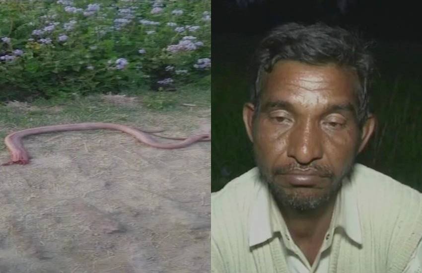 Snake bite, man bites snake, man eats snake, man bites snake UP, Hardoi snake man, snake bite treatment, Snake bite, man bites snake, man eats snake, man bites snake UP, Hardoi snake man, snake bite treatment,