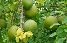 bel patra, bilva leaves, health benefits of bel patra in hindi, bilva trees, bilva leaf, bel patra Benefits for Health, bilva leaves for skin health, bilva leaves for itchy skin in hindi, bilva leaves for heart diseases in hindi, health news in hindi, lifestyle news in hindi, jansatta