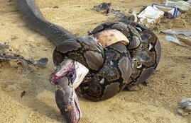 Python, King cobra, snake fight, snake, Cobra dies, cobra venom, Hindi news, world news, News in Hindi, jansatta