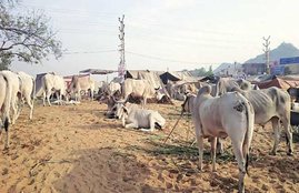 Nagar Nigam, Jaipur Nagar Nigam, Jaipur Nagar Nigam Staff, Jaipur Nagar Nigam Staff, Jaipur Nagar Nigam Staff acts, Jaipur Nagar Nigam Staff in Jaipur Nagar Nigam, Illegal Animals, Illegal Animals in Jaipur, State news
