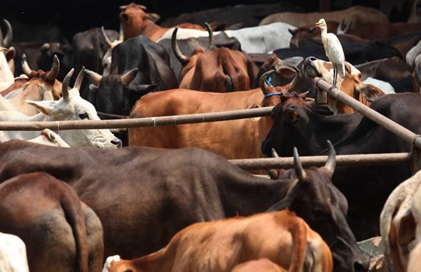 इस तस्वीर का इस्तेमाल प्रतीक के तौर पर किया गया है। (एक्सप्रेस फोटो)