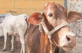 Shankar Lal, rss, bjp, cow, Jersey cow, cow milk, Hindi news, News in Hindi, Jansatta