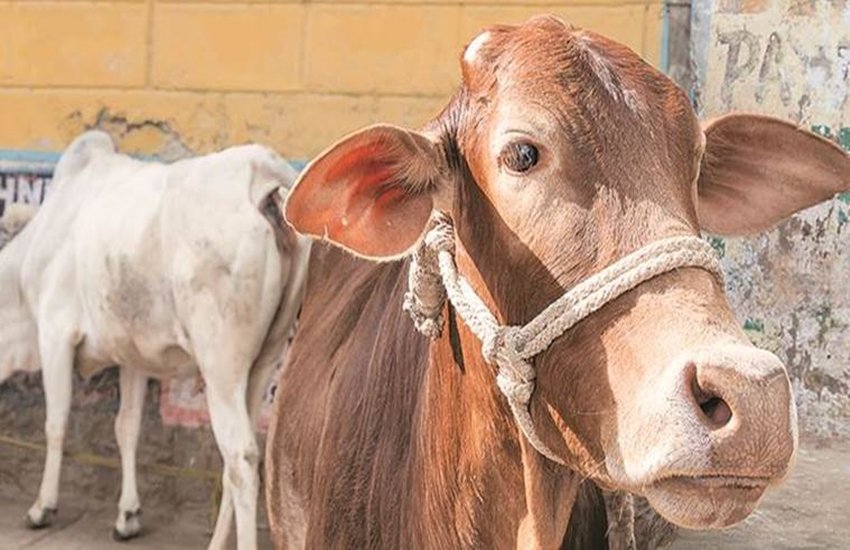 Shankar Lal, rss, bjp, cow, Jersey cow, cow milk, Hindi news, News in Hindi, Jansatta