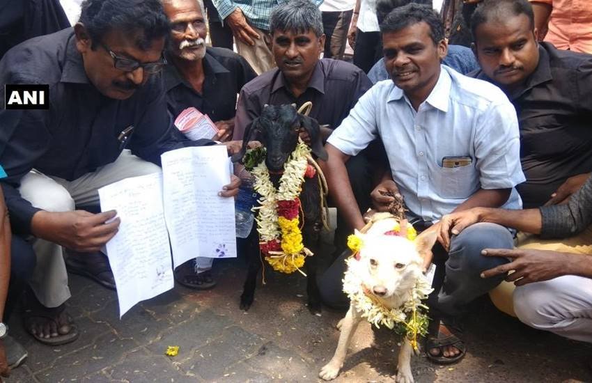 तमिलनाडु में कुत्ते और बकरी का तलाक कराने के लिए दायर की गई याचिका। (फोटो सोर्स- एएनआई)